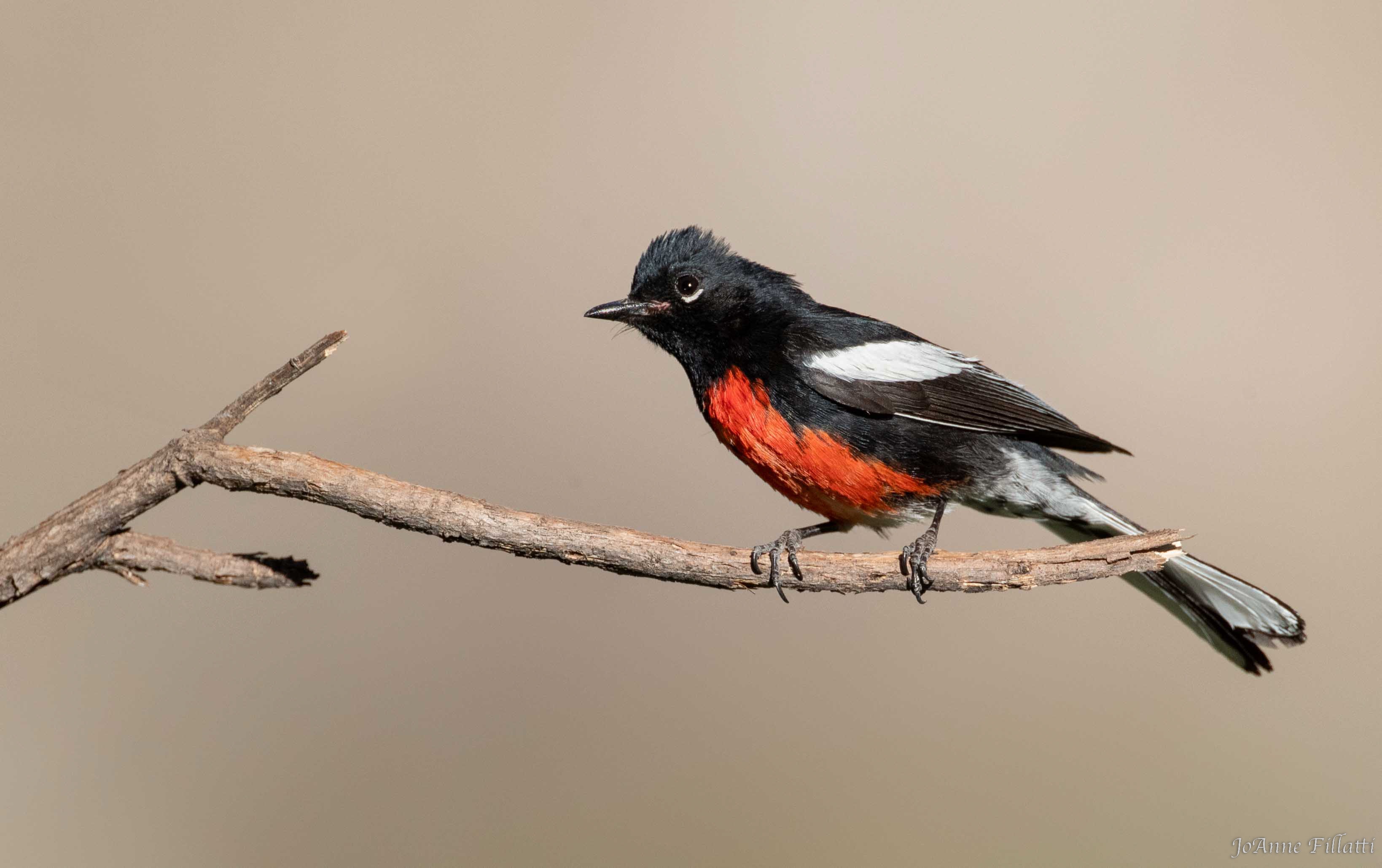 bird of arizona image 14